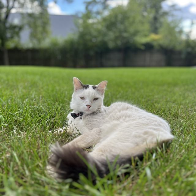 THE LAWN BARON